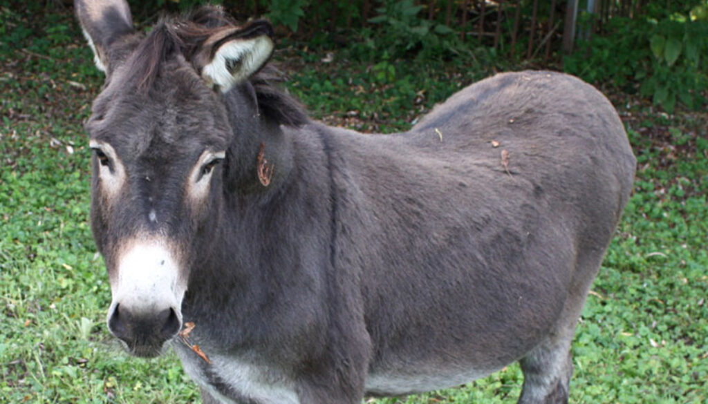 neuhof-in-reinach-esel